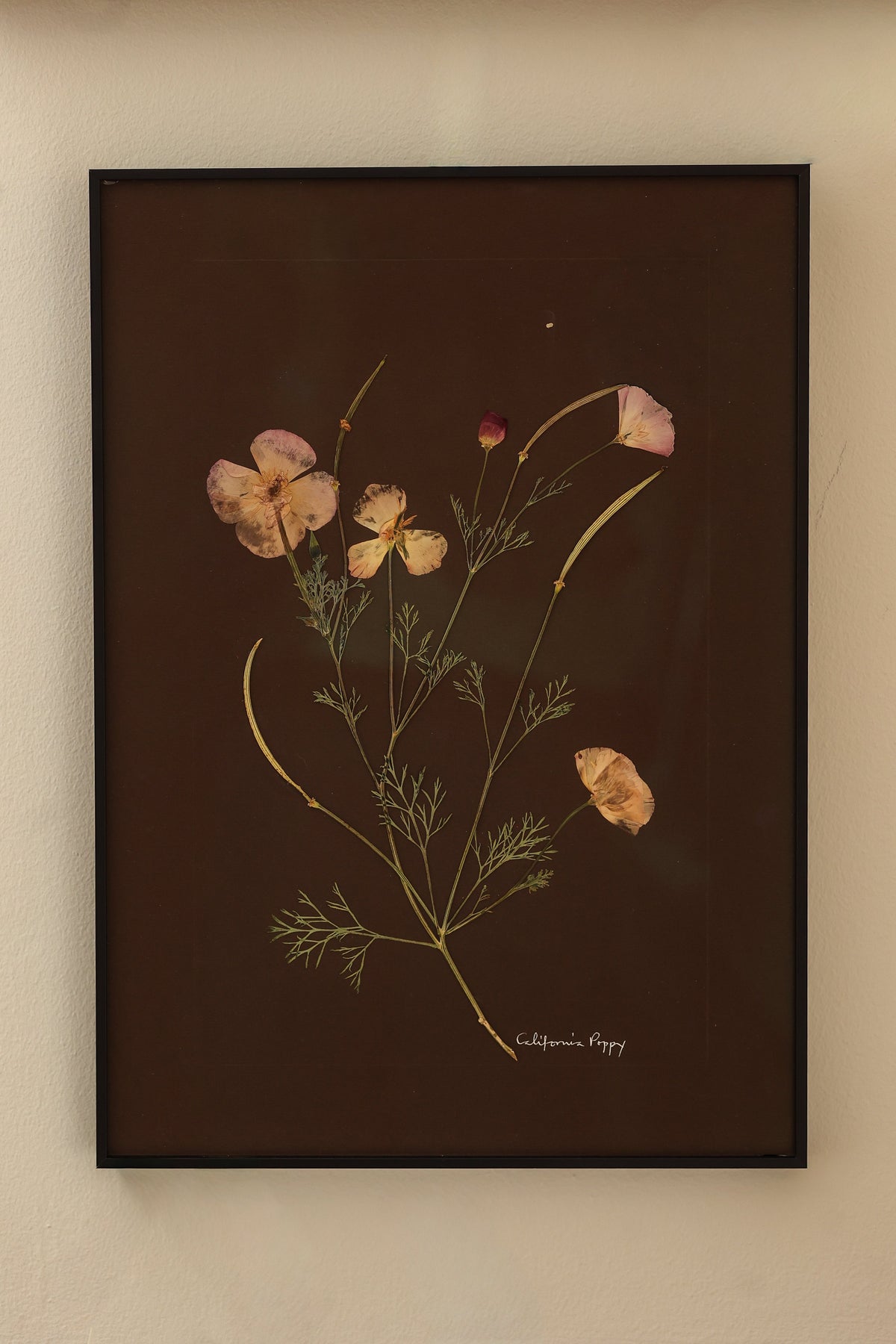California Poppy by Jam Jar Edit