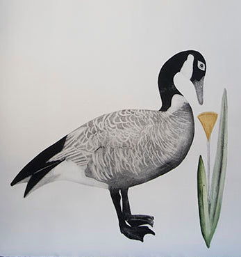 Canada Goose by Beatrice Forshall