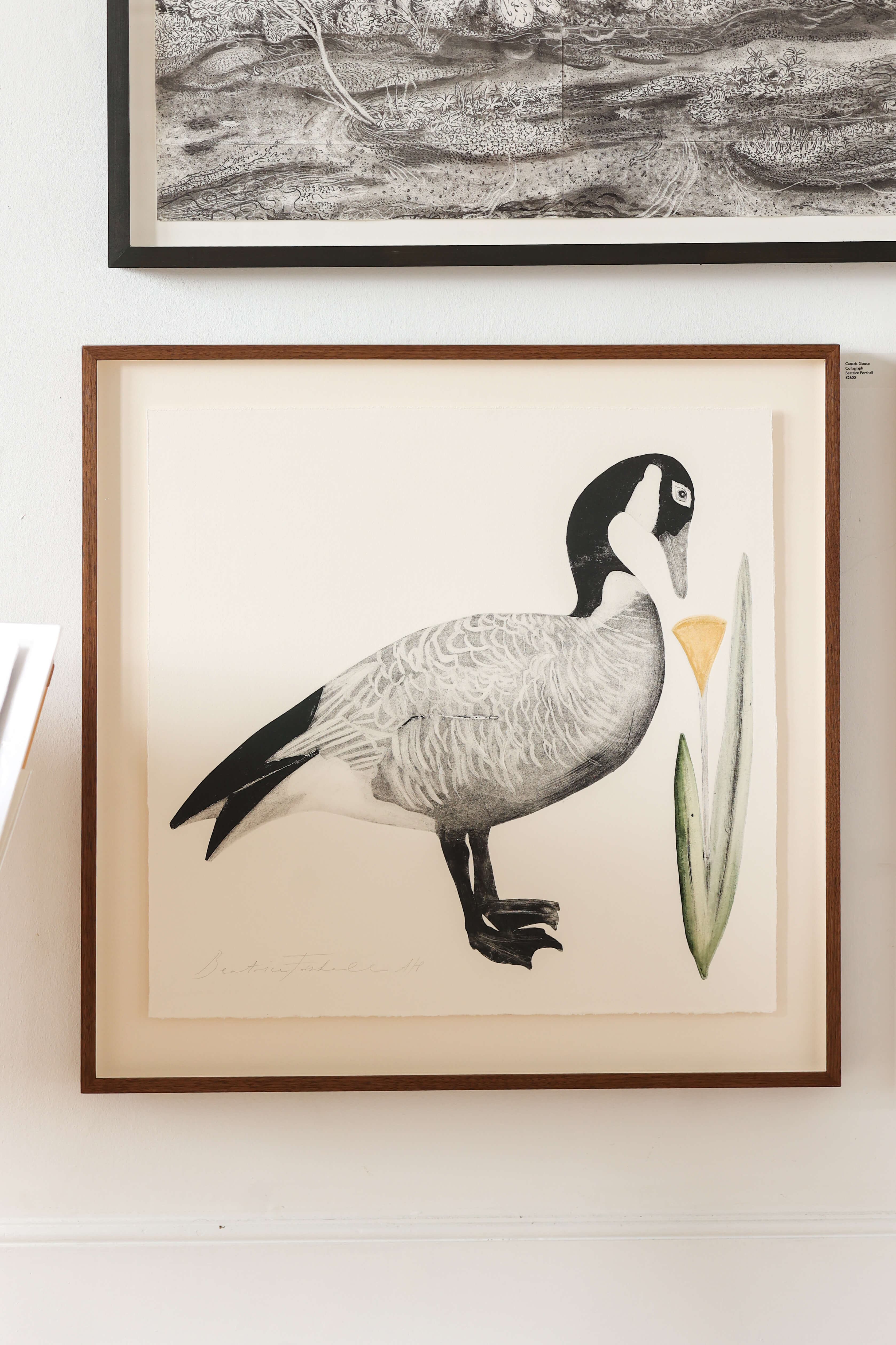 Canada Goose by Beatrice Forshall