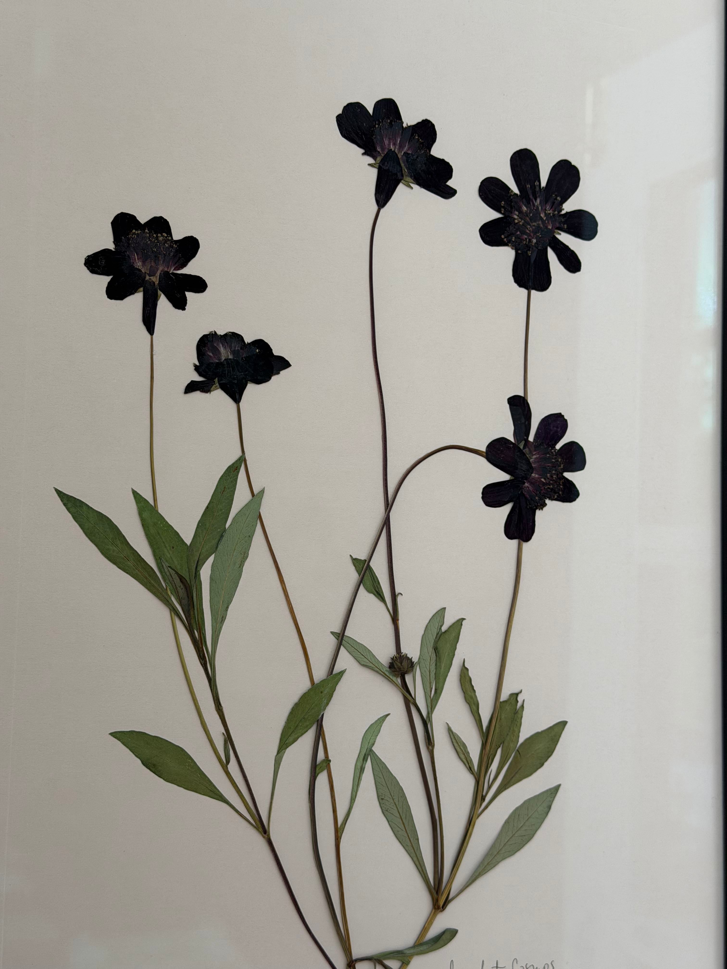 Chocolate Cosmos by Jam Jar Edit