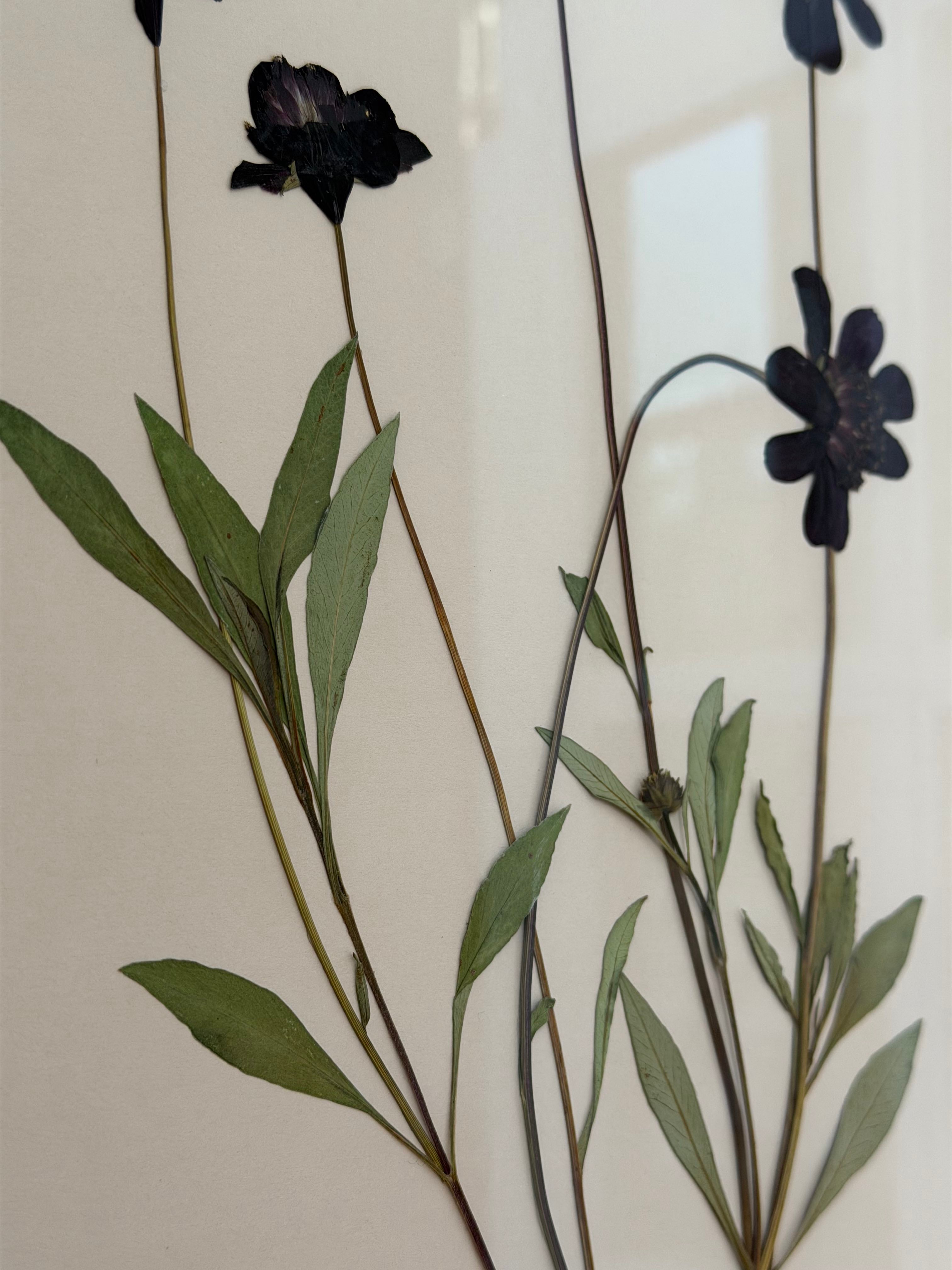 Chocolate Cosmos by Jam Jar Edit