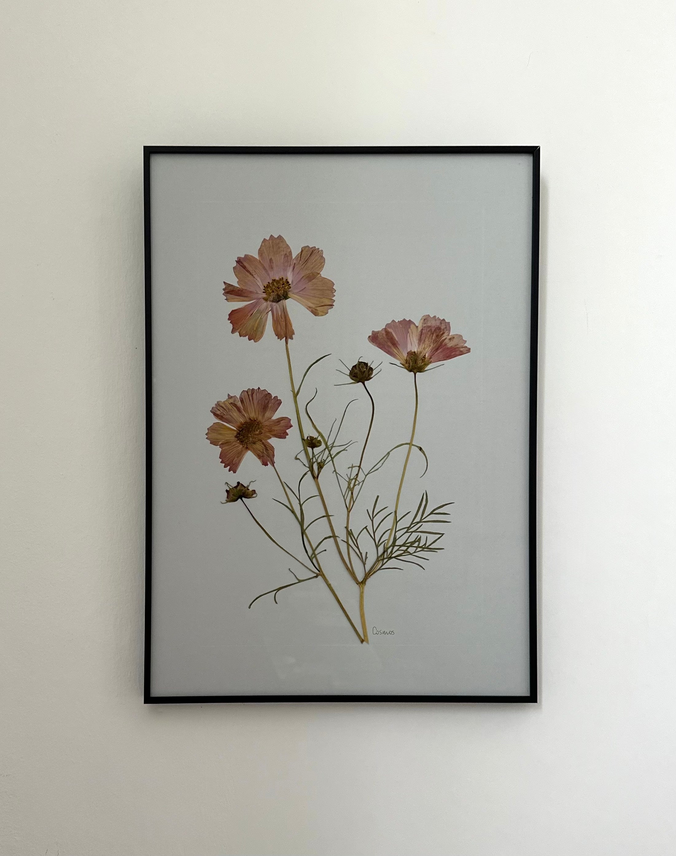 Cosmos by Jam Jar Edit