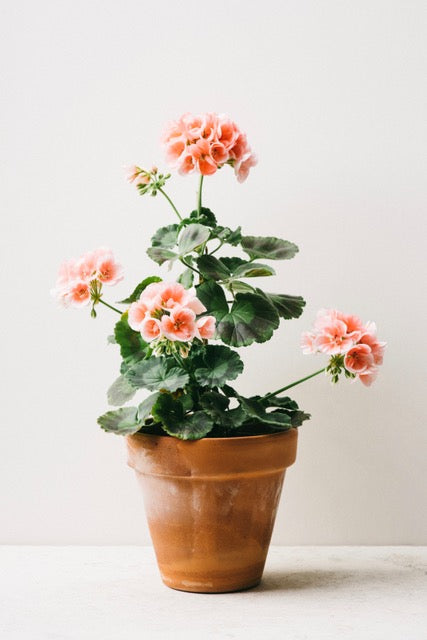 Dusty Pink Pot by Carrie Lees