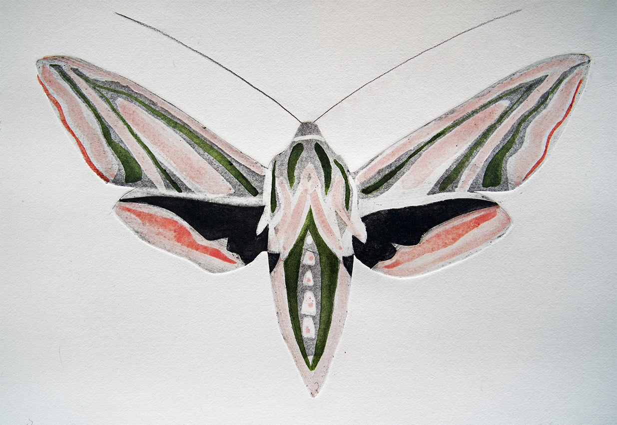 Elephant Hawk Moth by Beatrice Forshall