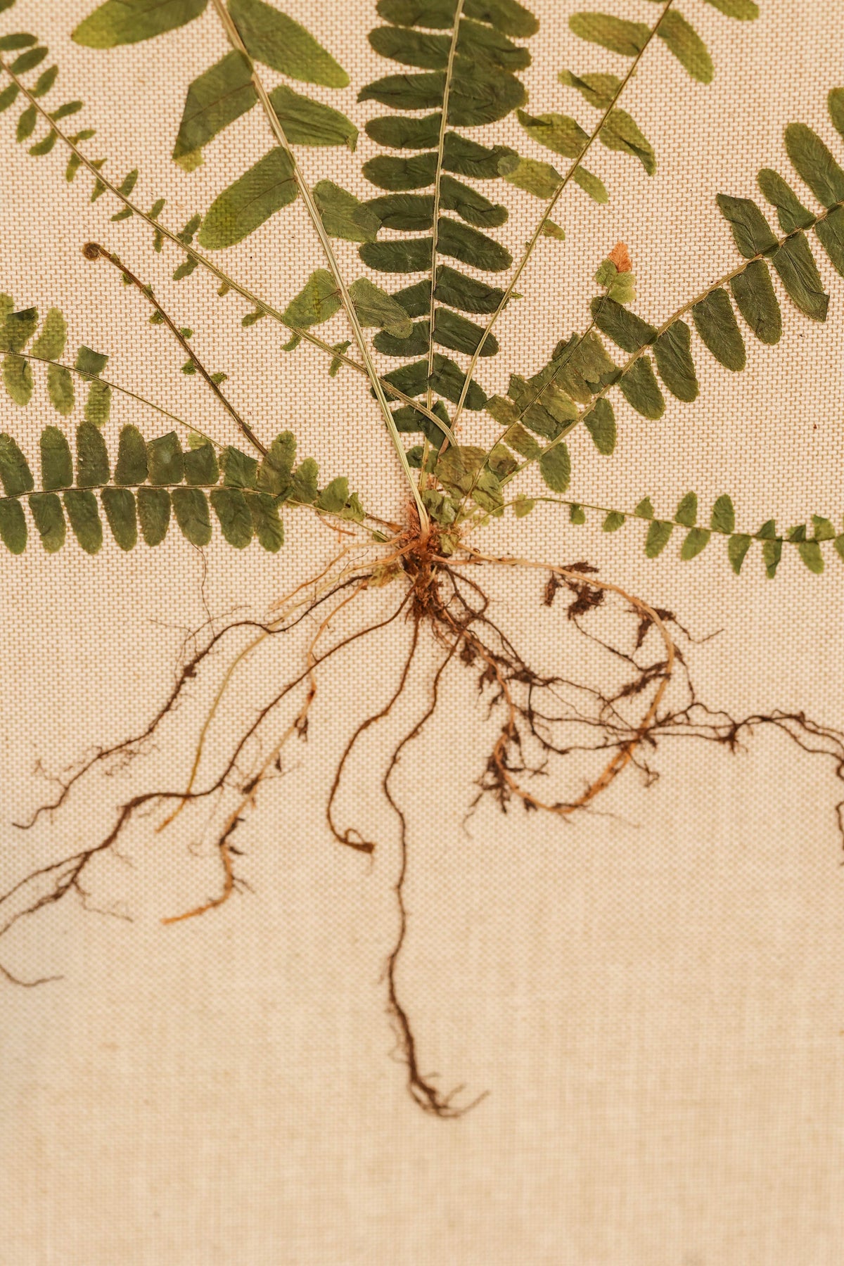 Fern I by Jam Jar Edit