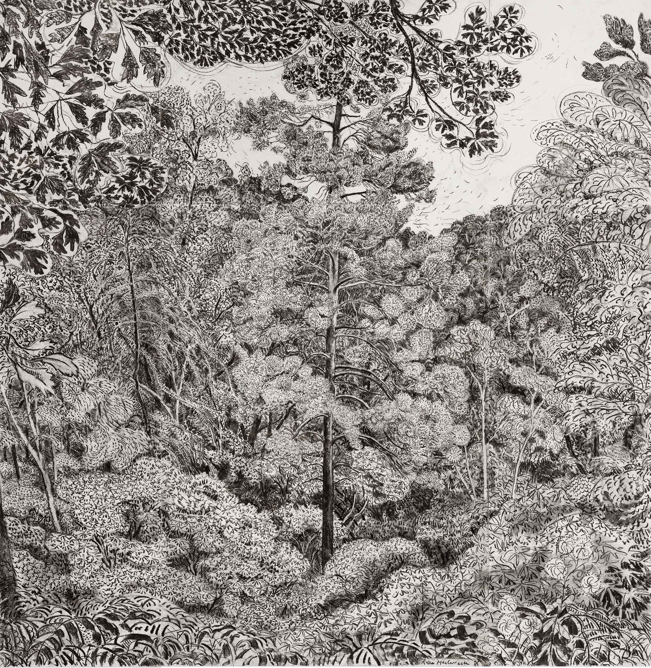 Halo Pine, Park Wood, Hergest by Rosie MacCurrach