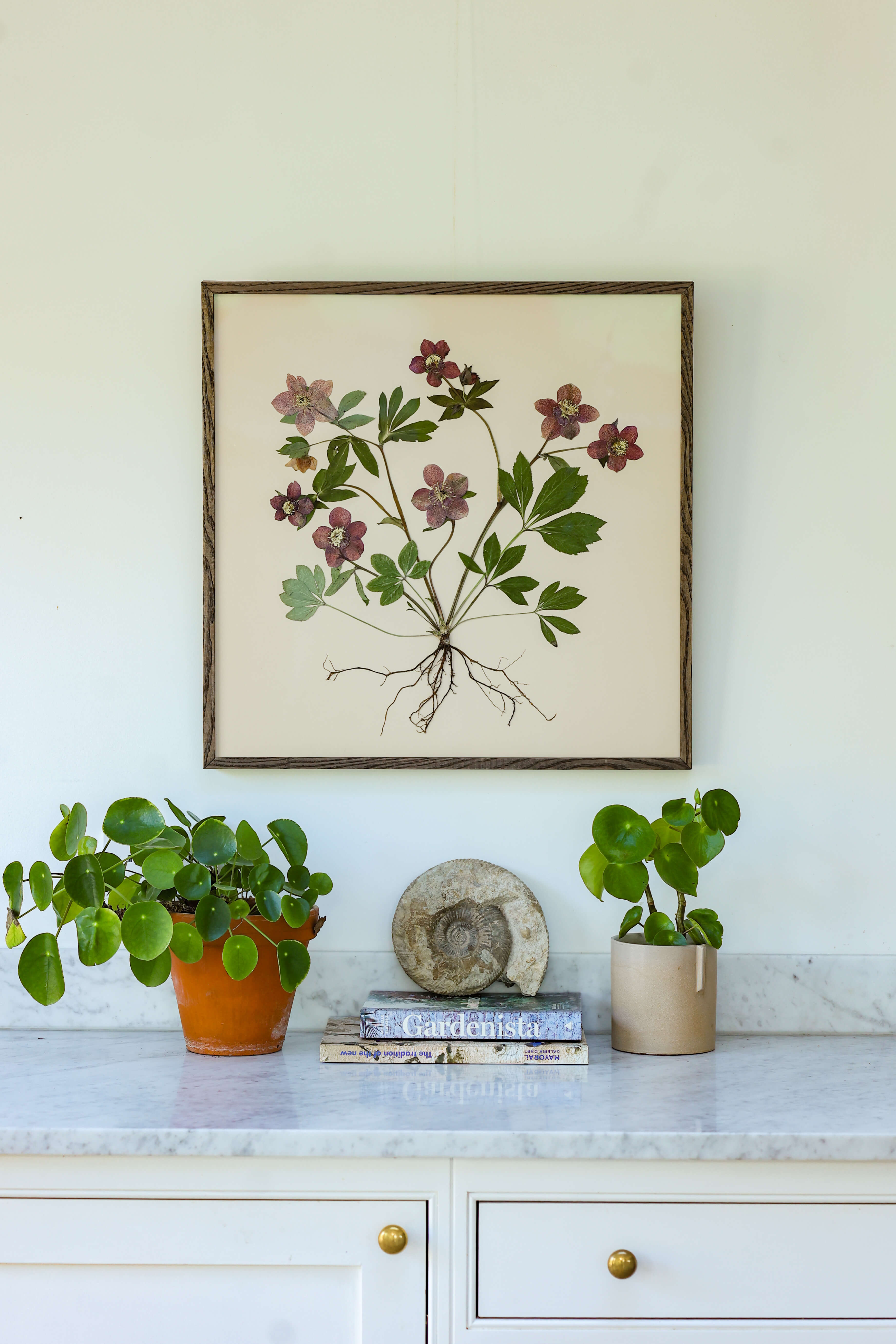 Hellebore by Jam Jar Edit