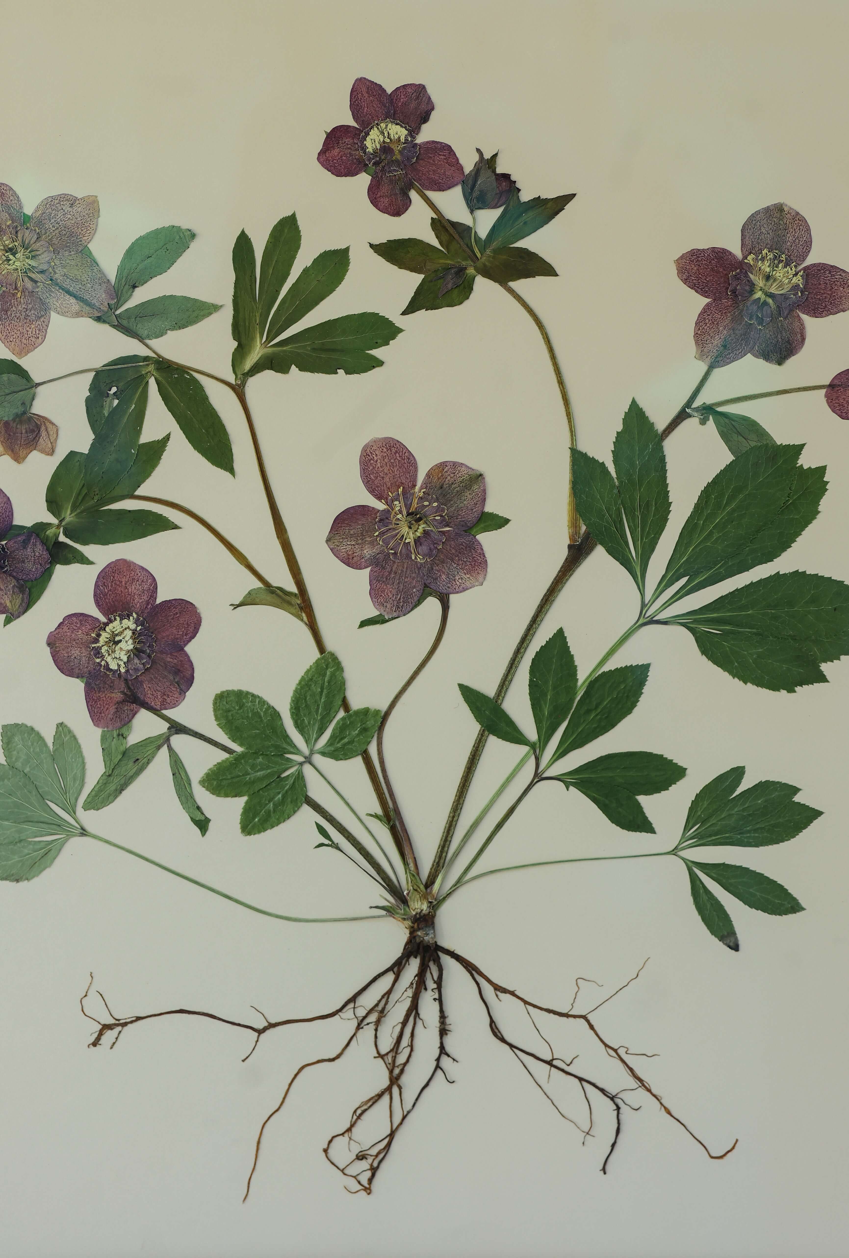 Hellebore by Jam Jar Edit