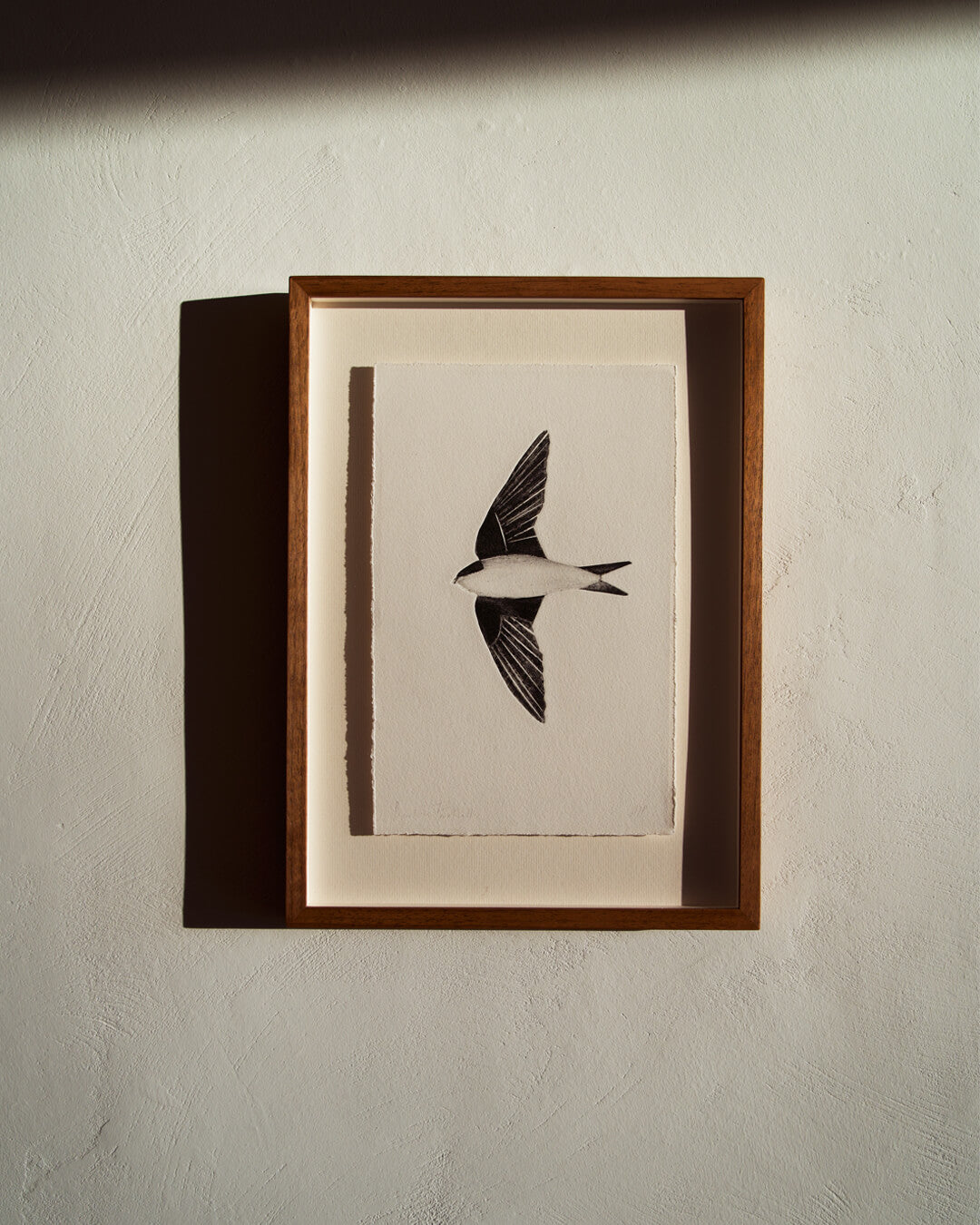House Martin by Beatrice Forshall
