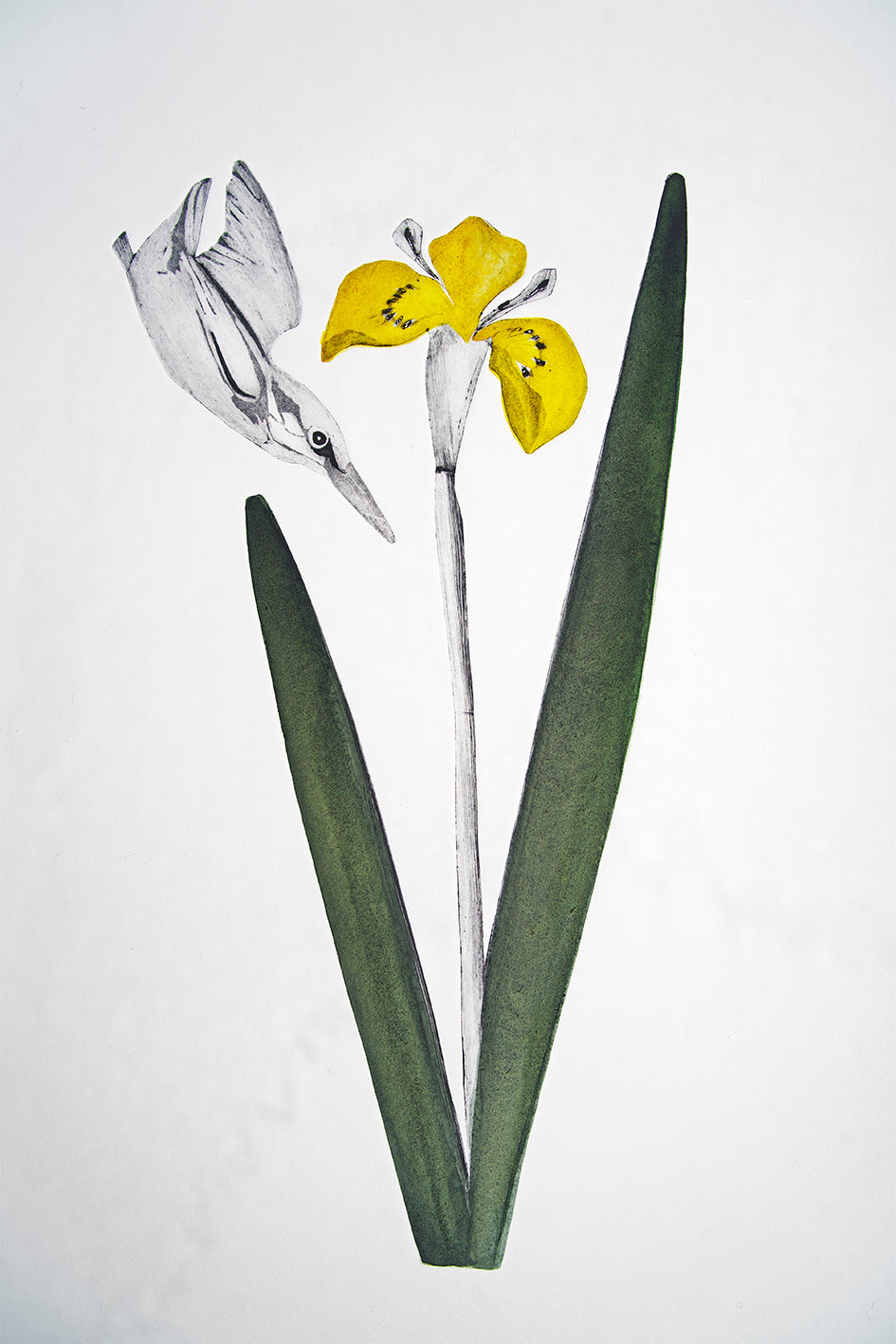 Kingfisher & Iris by Beatrice Forhsall