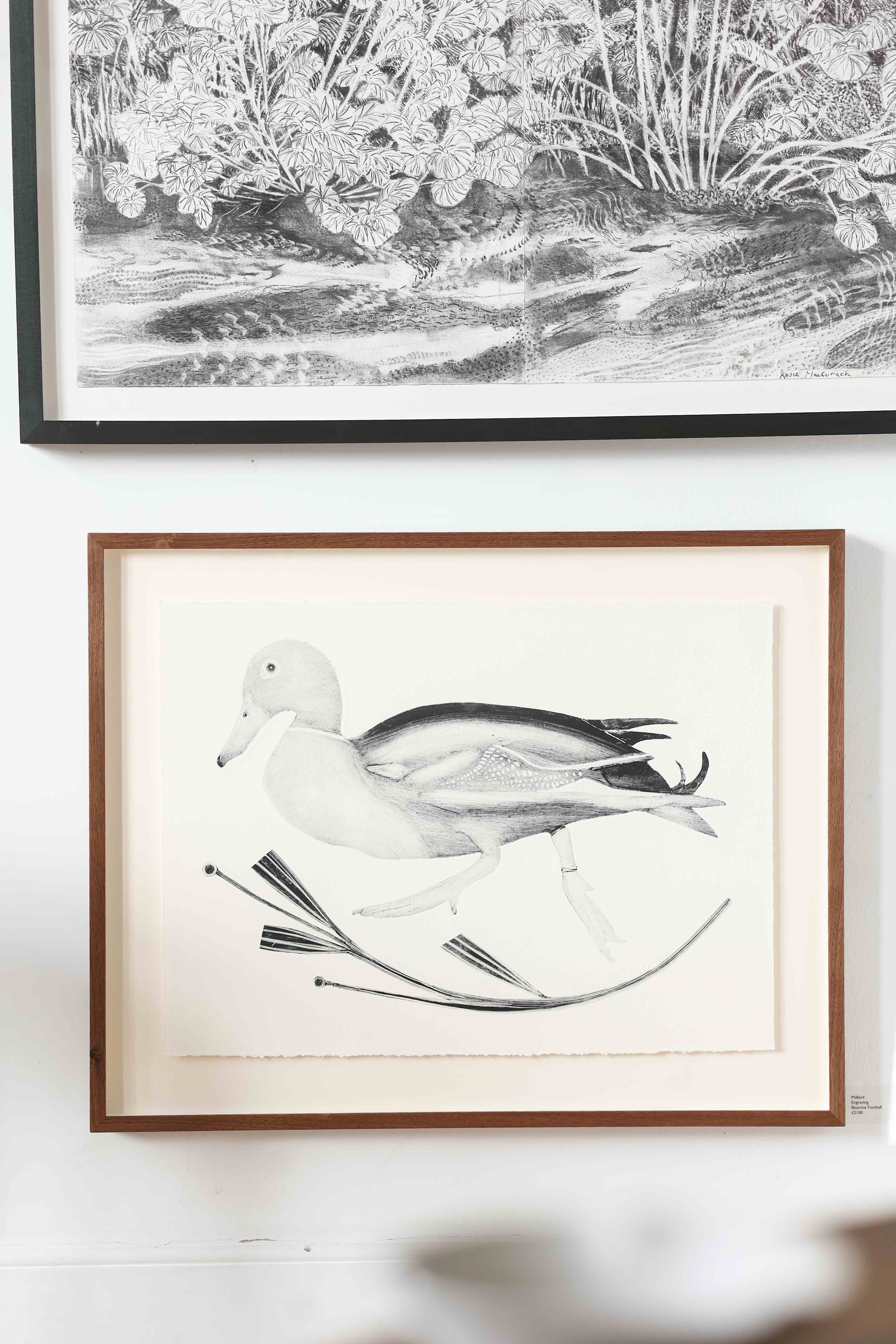 Mallard by Beatrice Forshall