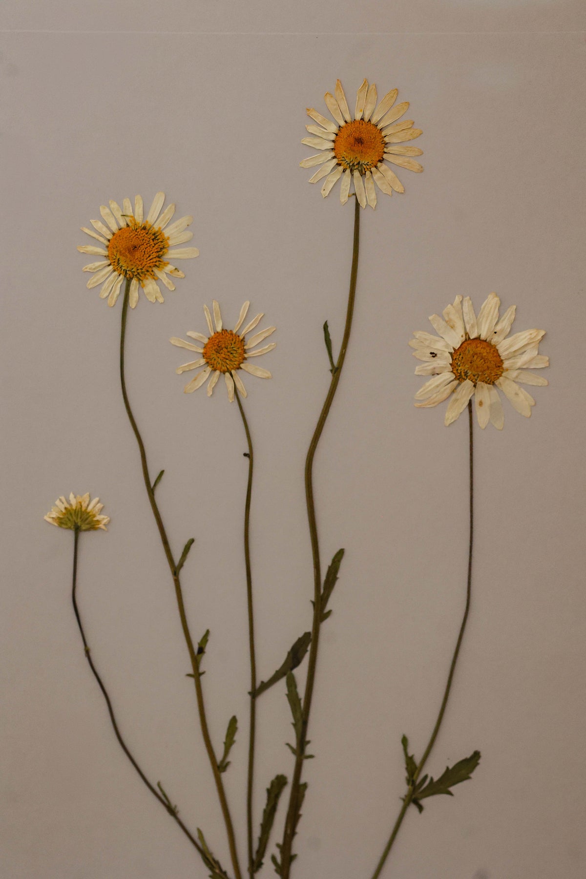 Oxeye Daisy by Jam Jar Edit