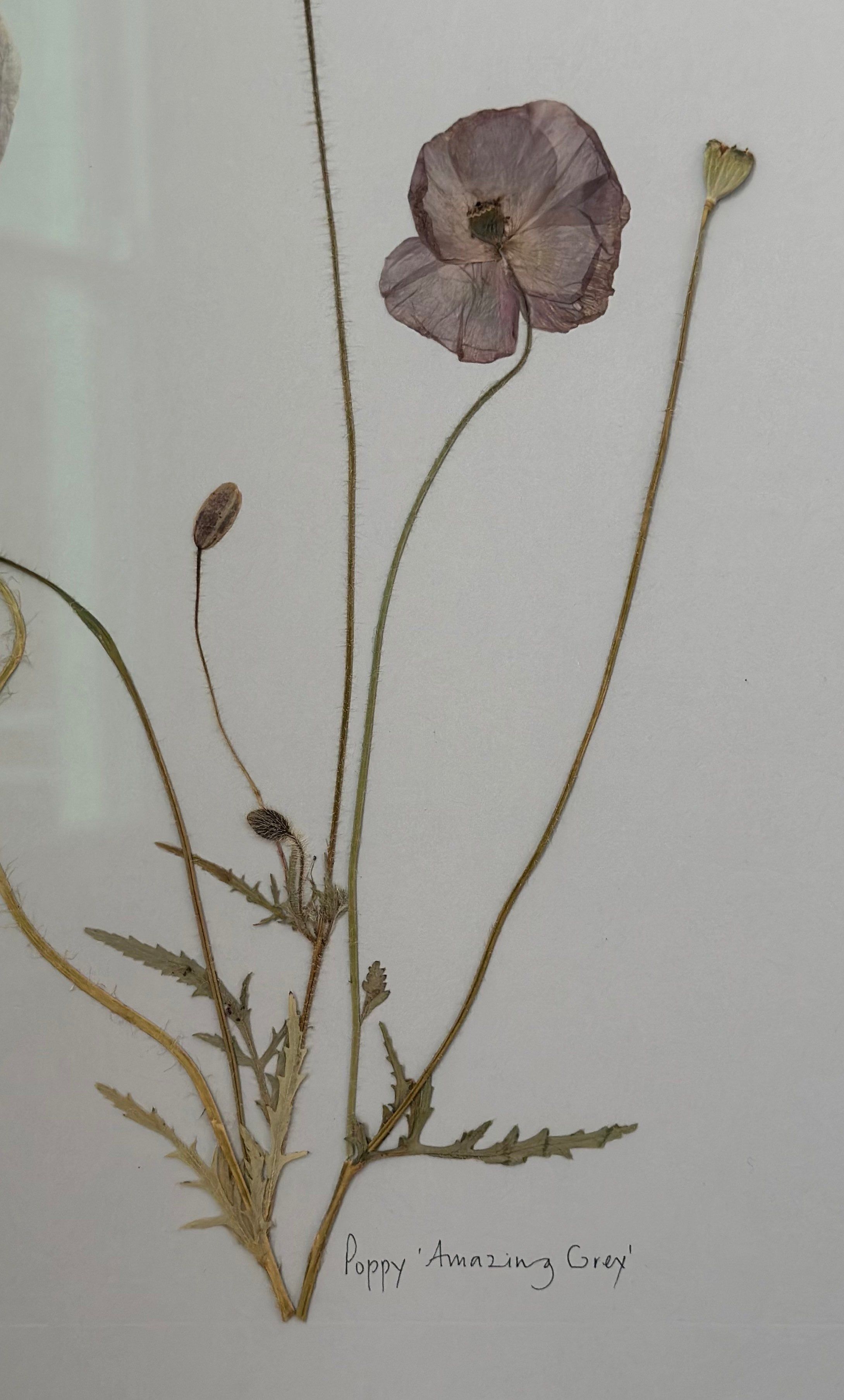 Poppy Amazing Grey by Jam Jar Edit