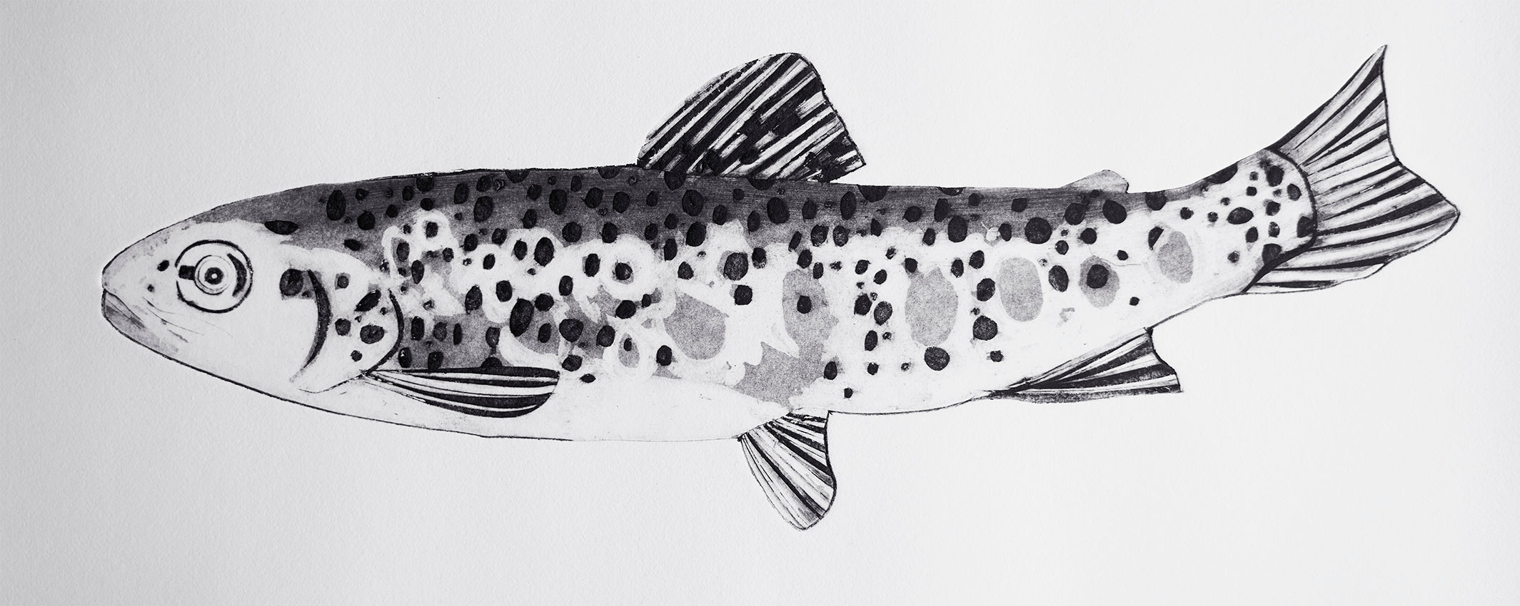 Salmon II by Beatrice Forshall