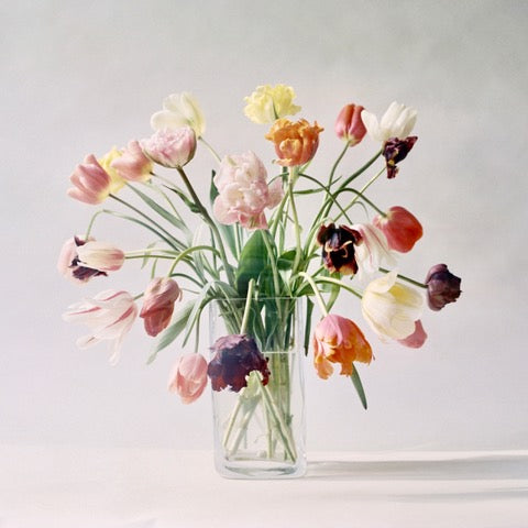 Spring Tulips by Carrie Lees
