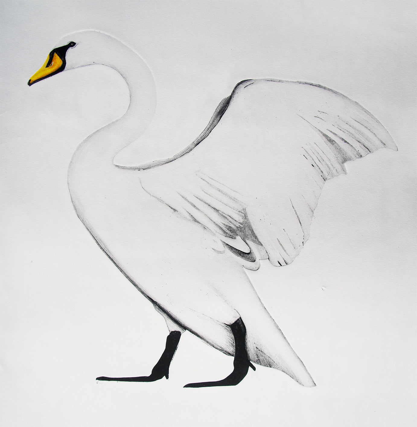 Swan by Beatrice Forshall
