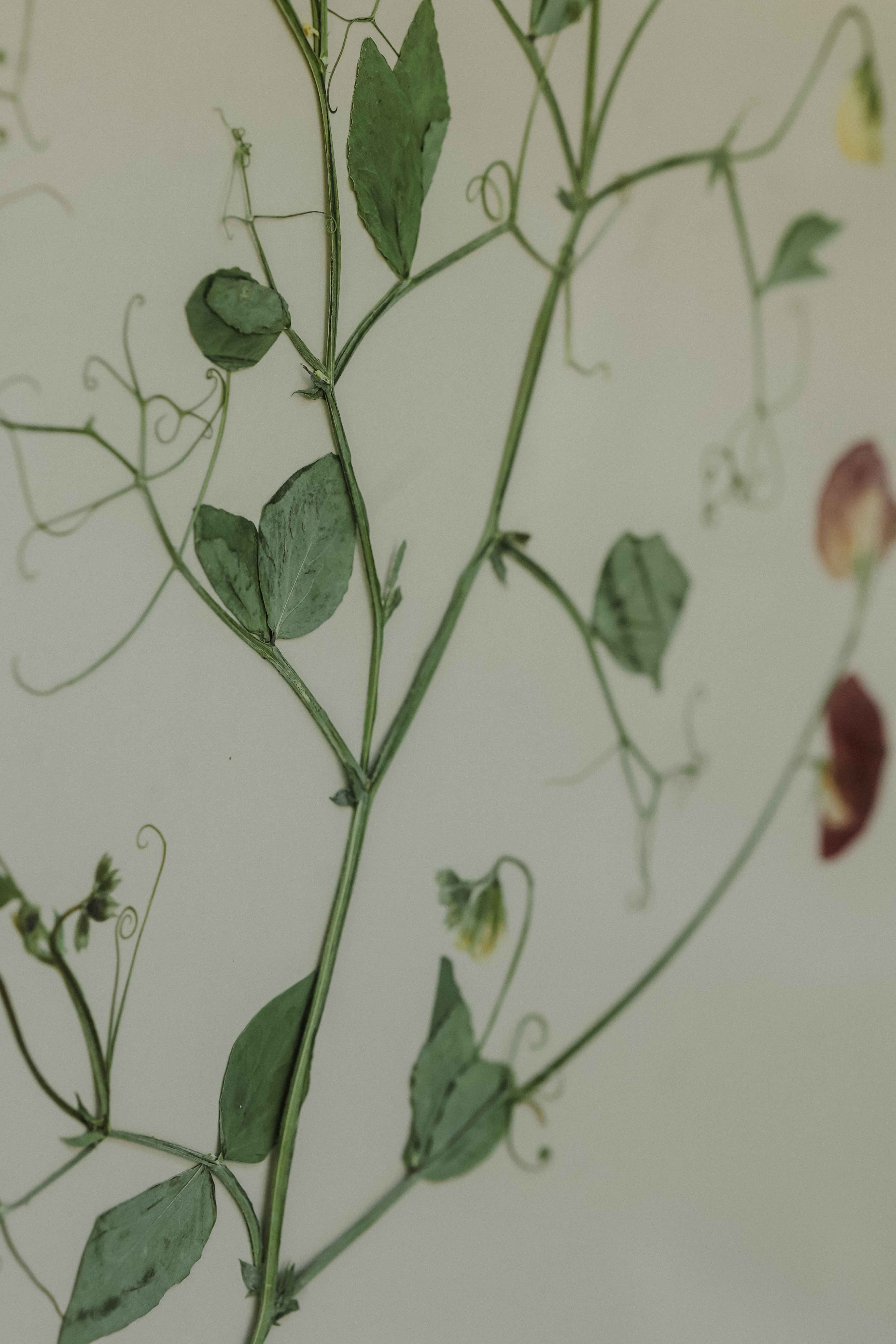 Sweet Pea by Jar Jar Edit