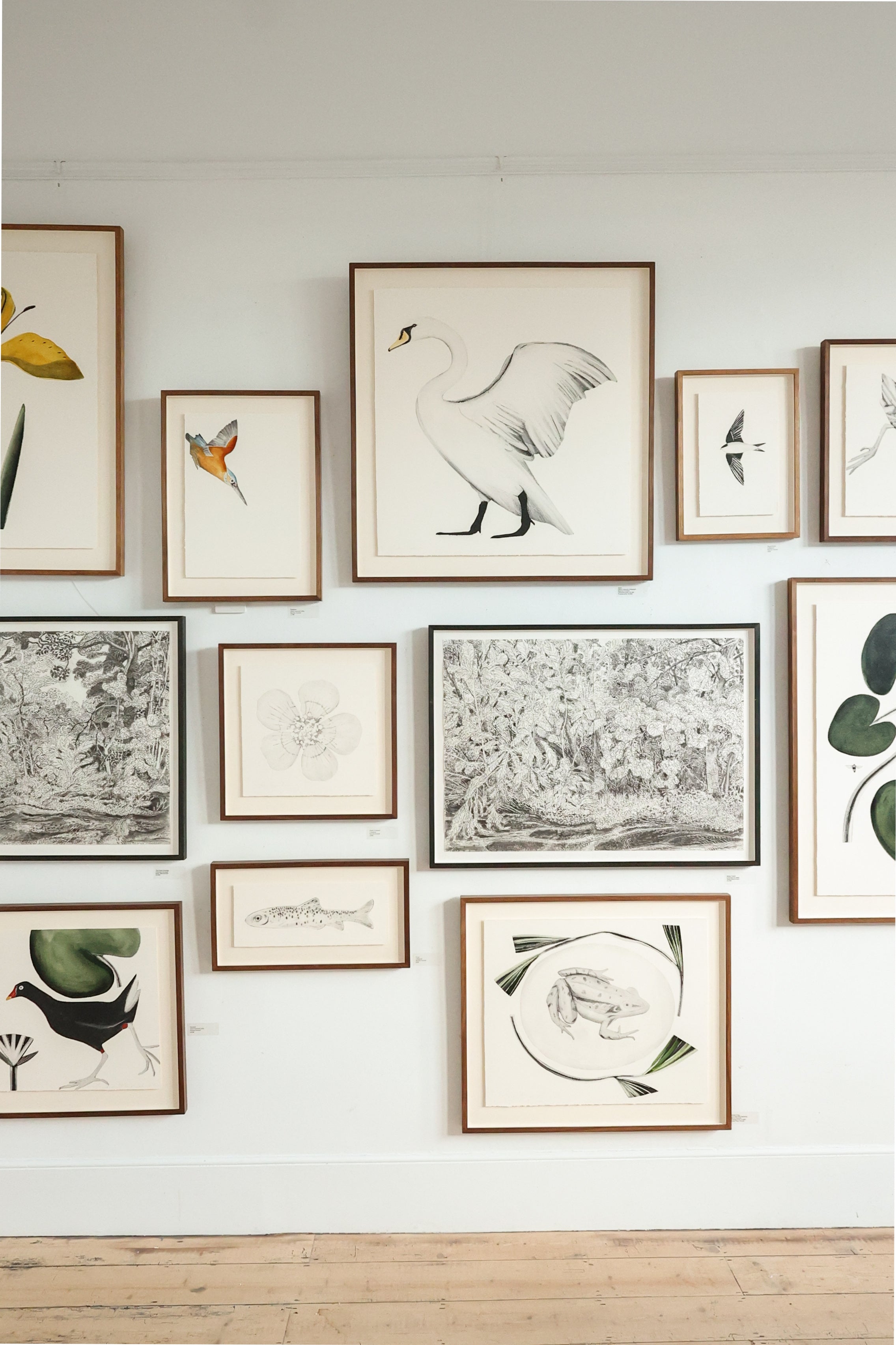 Common Frog by Beatrice Forshall