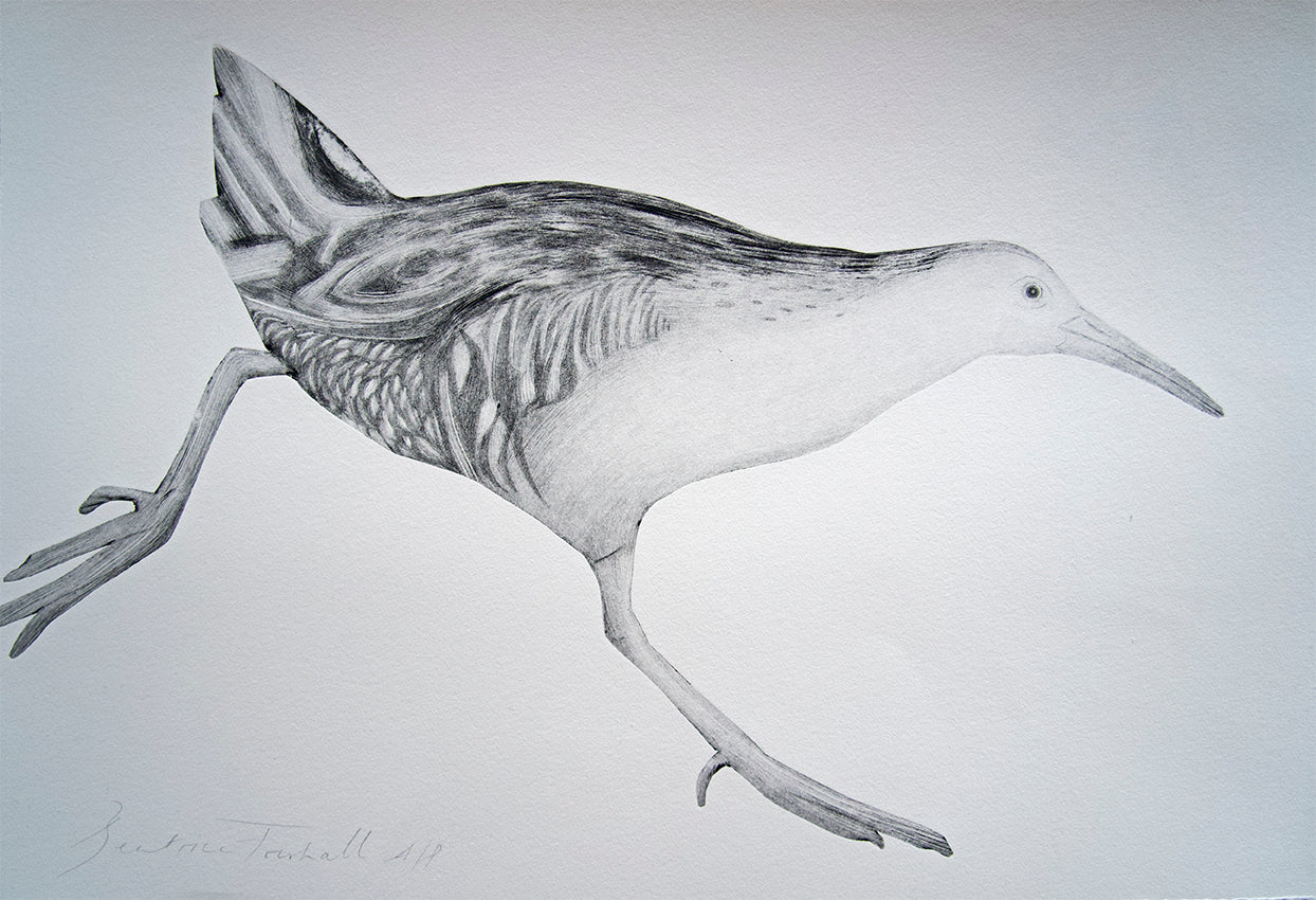 Water Rail by Beatrice Forshall