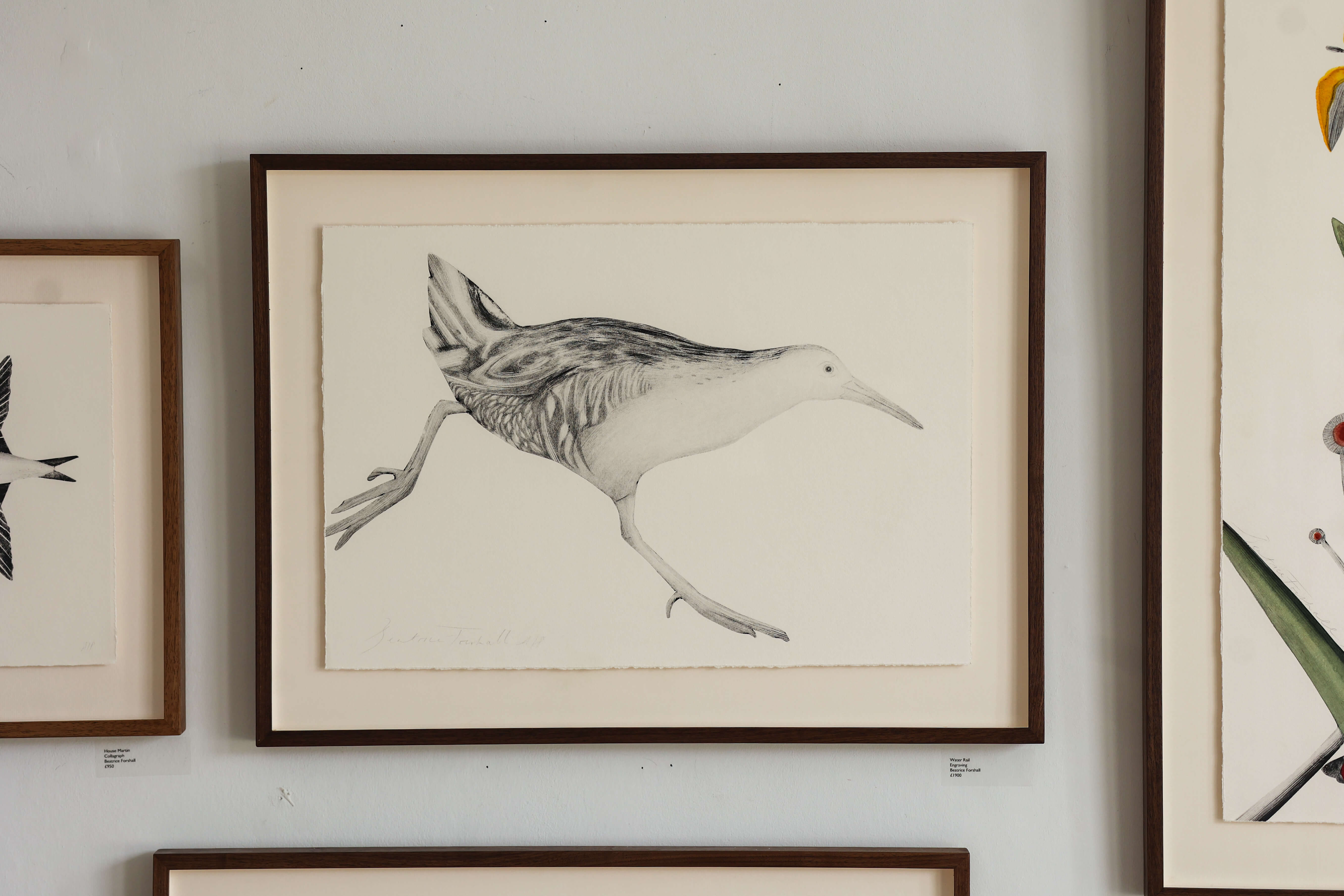 Water Rail by Beatrice Forshall