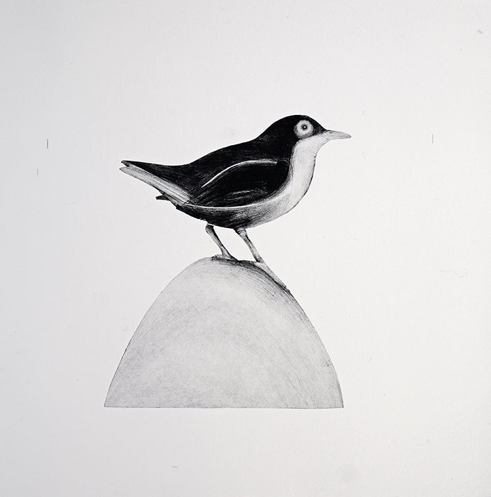 White-Throated Dipper by Beatrice Forshall