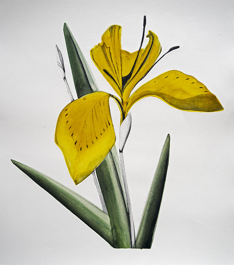 Yellow Flag Iris II by Beatrice Forshall