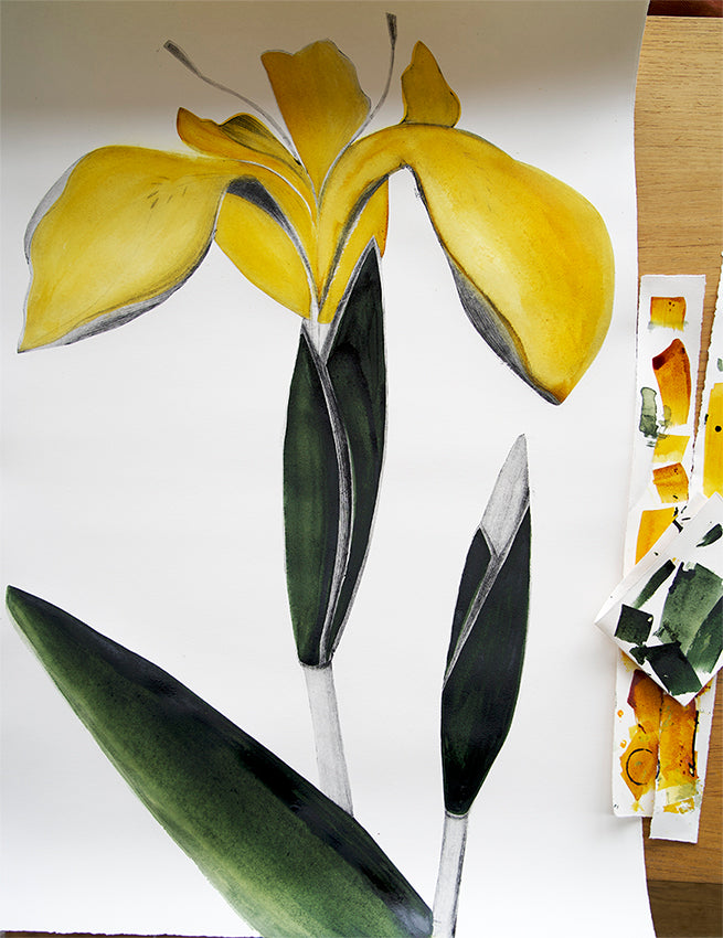 Yellow Flag Iris II by Beatrice Forshall