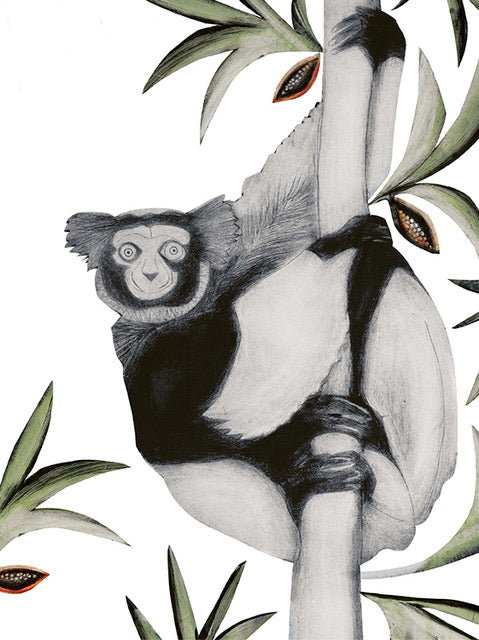 Black & White Ruffed Lemur by Beatrice Forshall