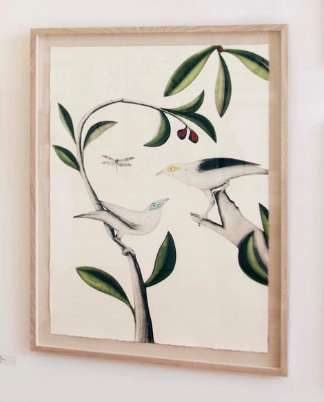 Black Winged Myna and Bali Starling by Beatrice Forshall