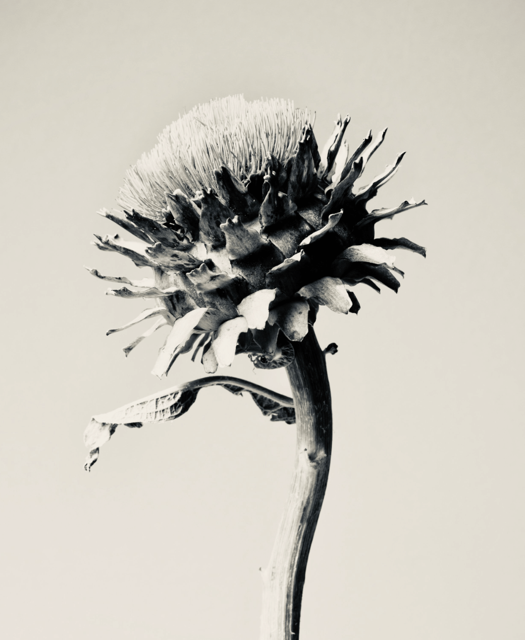 Cardoon by Carrie Lees