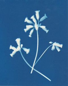 Cowslips by Carrie Lees