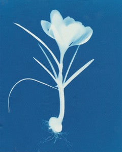 Crocus by Carrie Lees