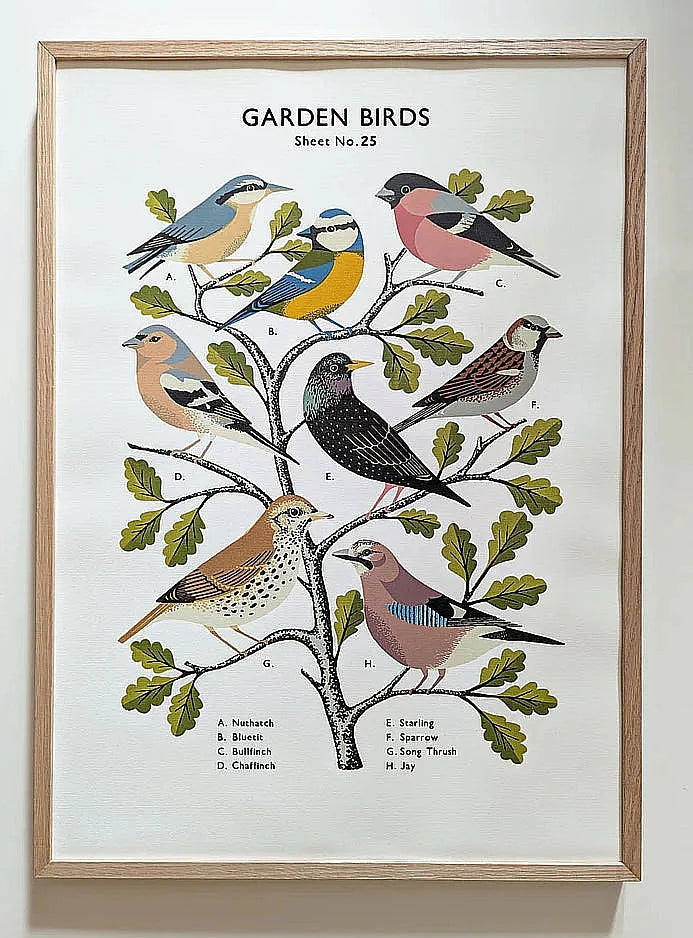Garden Birds School Chart by Tom Frost