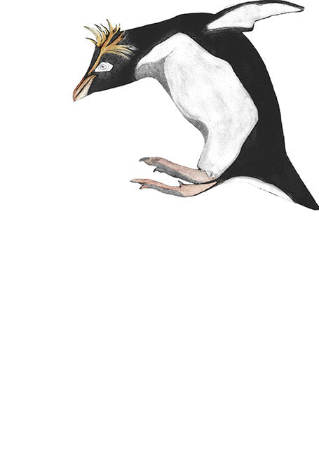 Northern Rockhopper Penguin by Beatrice Forshall