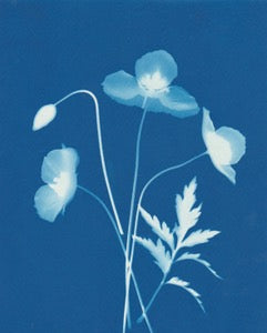 Poppies by Carrie Lees