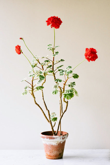 Red Triptych I by Carrie Lees