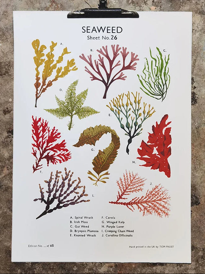 Seaweed School Chart by Tom Frost. Poster of seaweed illustrations on a textured surface