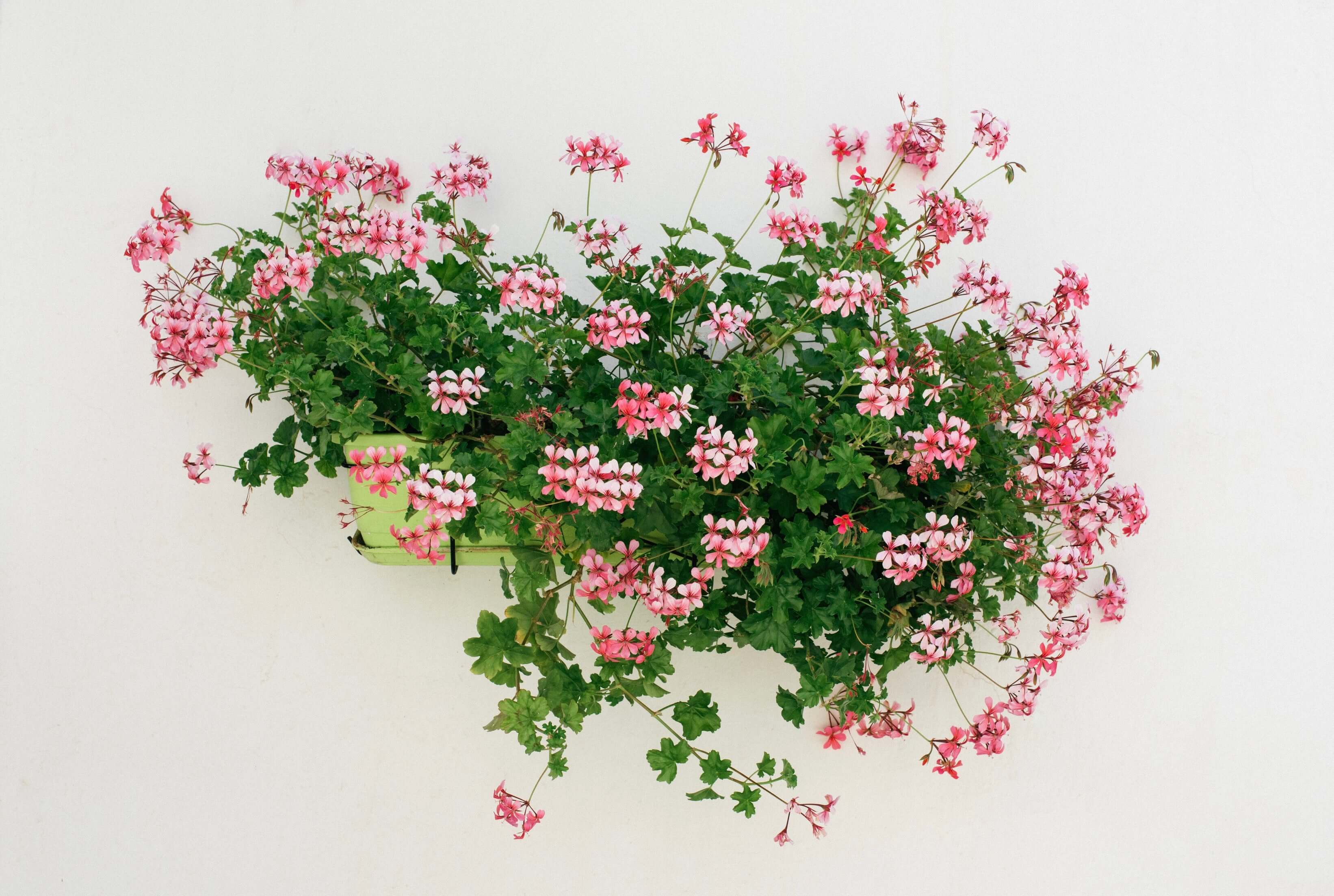 Tangier Trailing Geranium by Carrie Lees