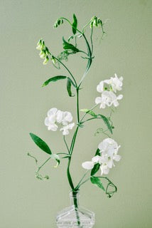 White Sweet Pea by Carrie Lees