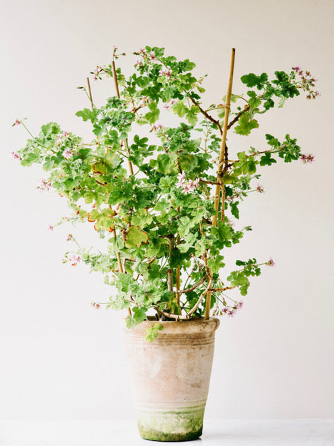 Wide Large Scented Geranium by Carrie Lees
