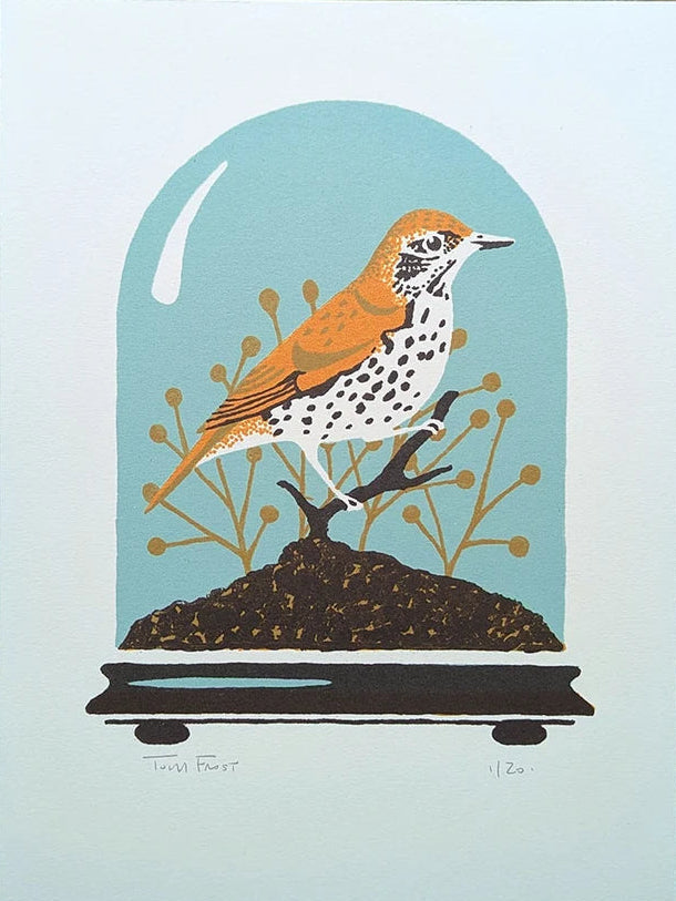 Wood Thrush by Tom Frost