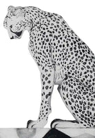 Hand-coloured engraving of Asiatic Cheetah by artist Beatrice Forshall