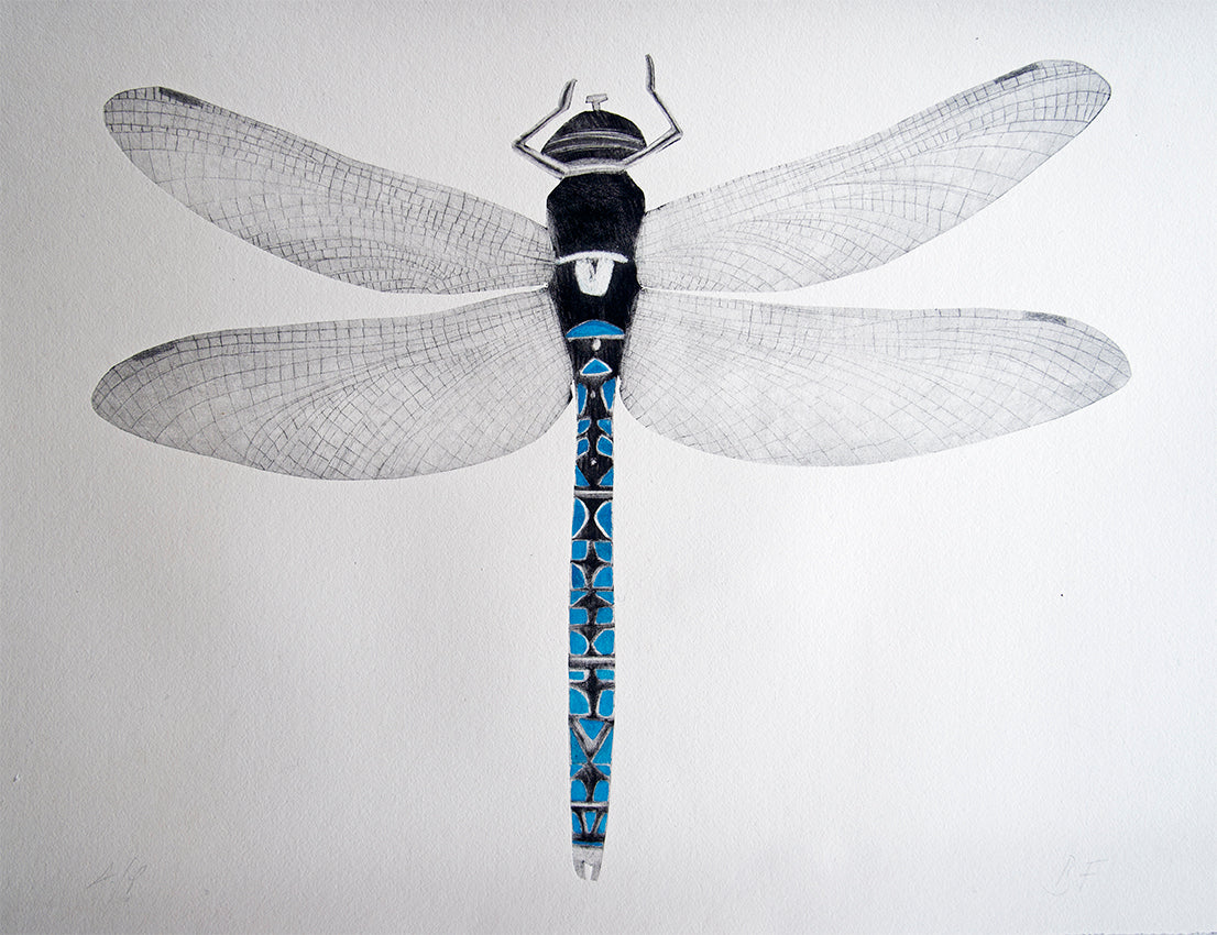 Azure Dragonfly by Beatrice Forshall