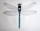Azure Dragonfly by Beatrice Forshall