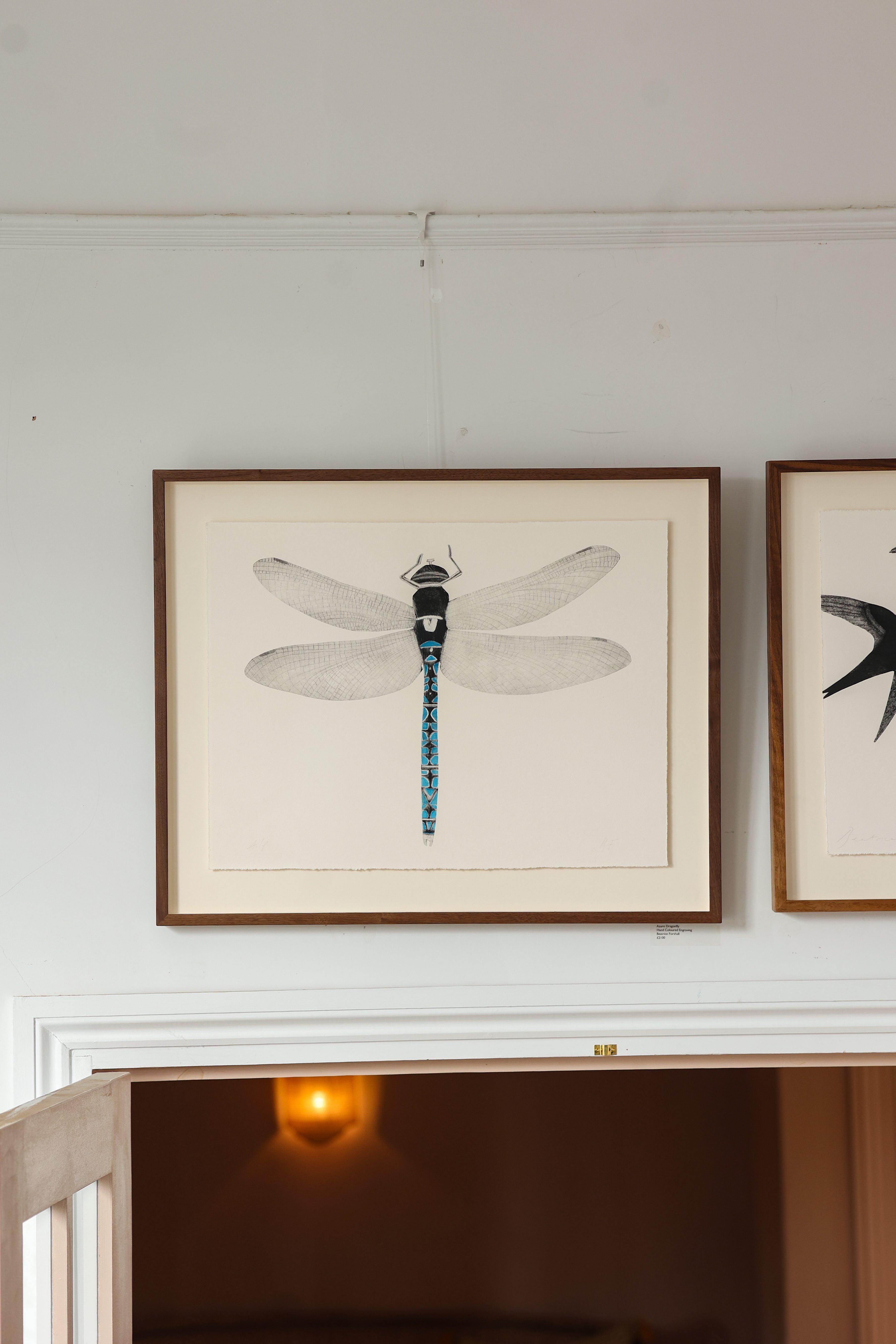 Azure Dragonfly by Beatrice Forshall