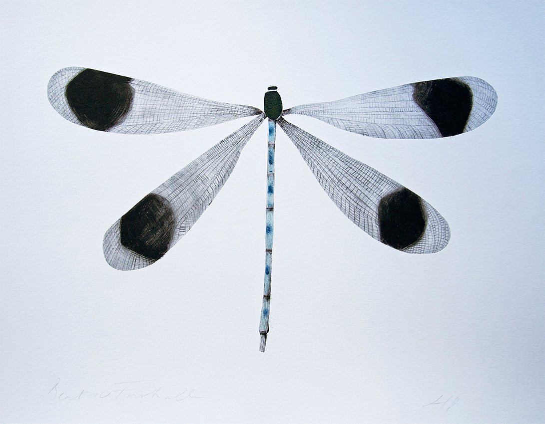 Banded Demoiselle by Beatrice Forshall