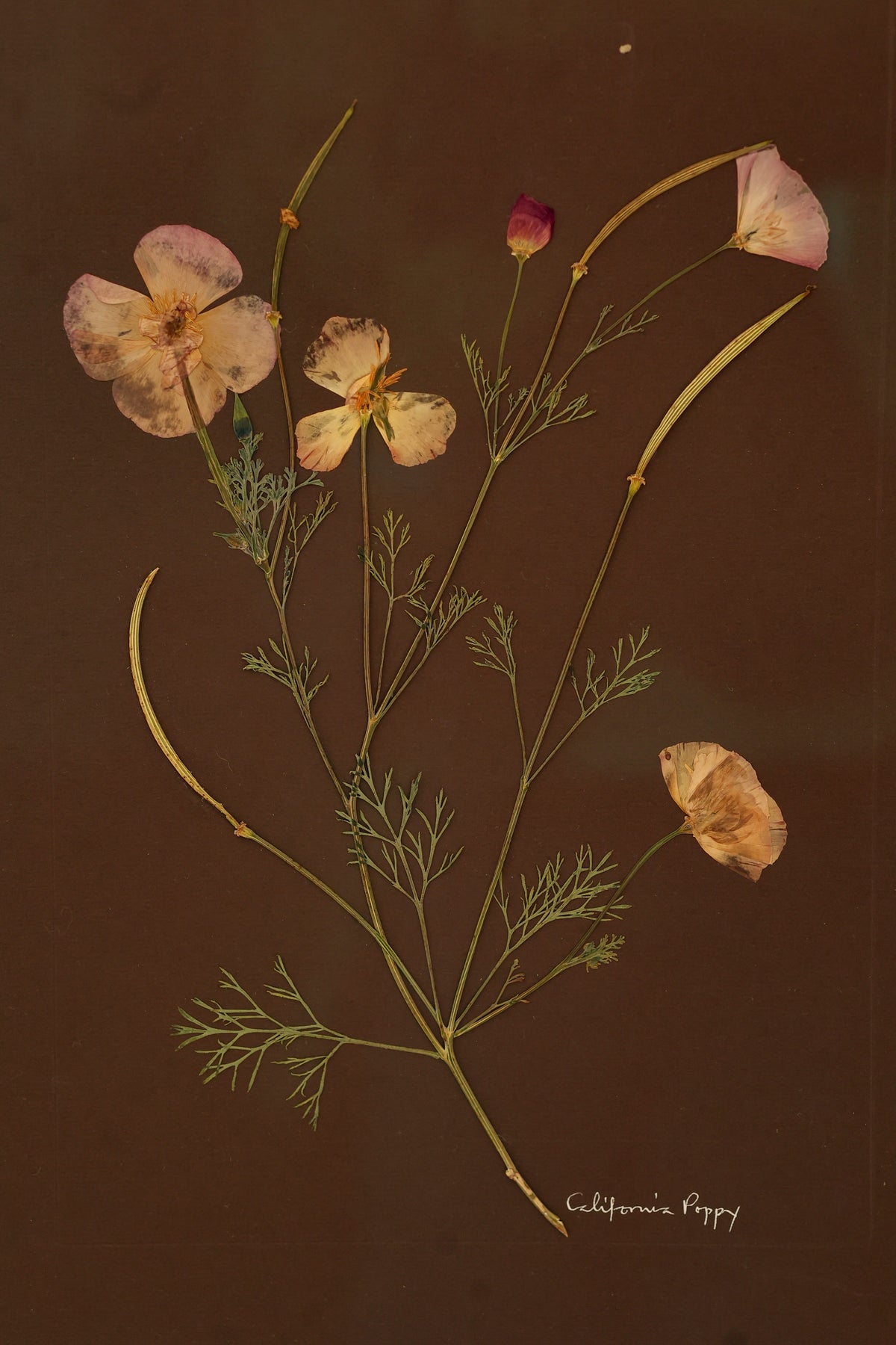 California Poppy by Jam Jar Edit