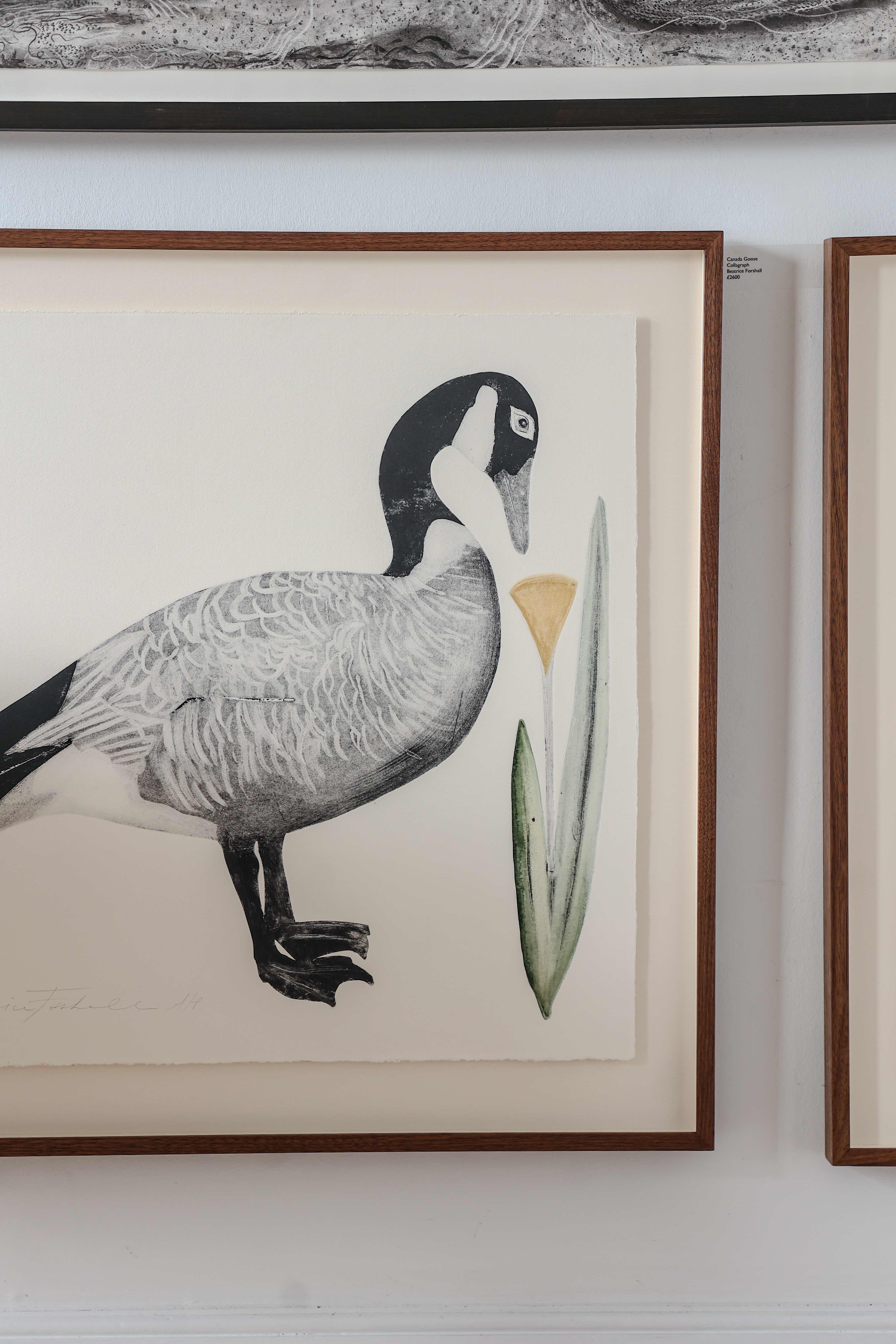 Canada Goose by Beatrice Forshall