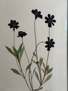 Chocolate Cosmos by Jam Jar Edit