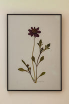 Chocolate Cosmos by Jam Jar Edit